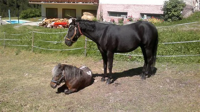 Bergheimat بيت ضيافة